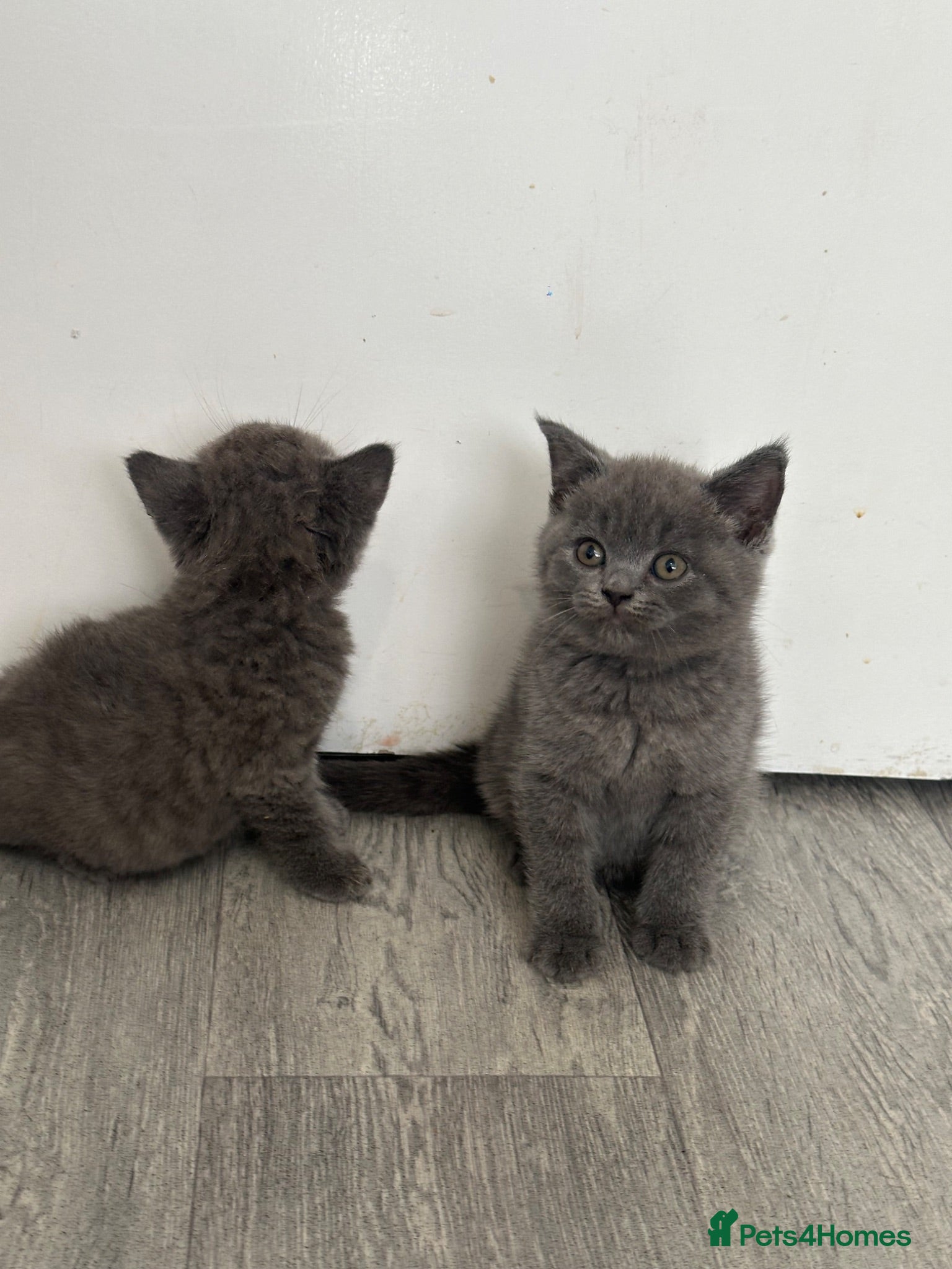 British Shorthair cats OUTSTANDING BRITISH SHORTHAIR KITTENS 🐈‍⬛ 🐾  - Advert 2