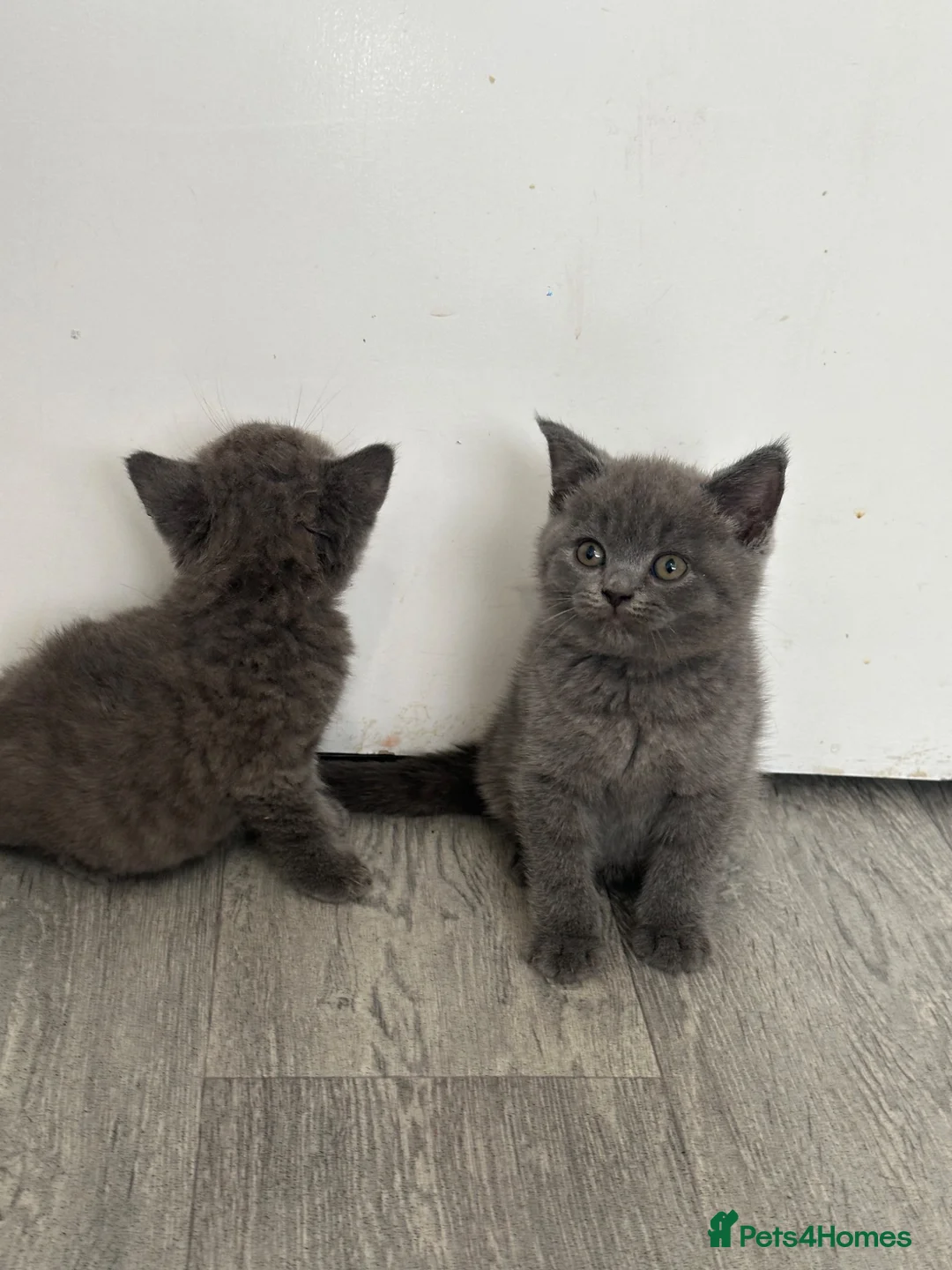 British Shorthair cats for sale: OUTSTANDING BRITISH SHORTHAIR KITTENS 🐈‍⬛ 🐾  - Advert 2