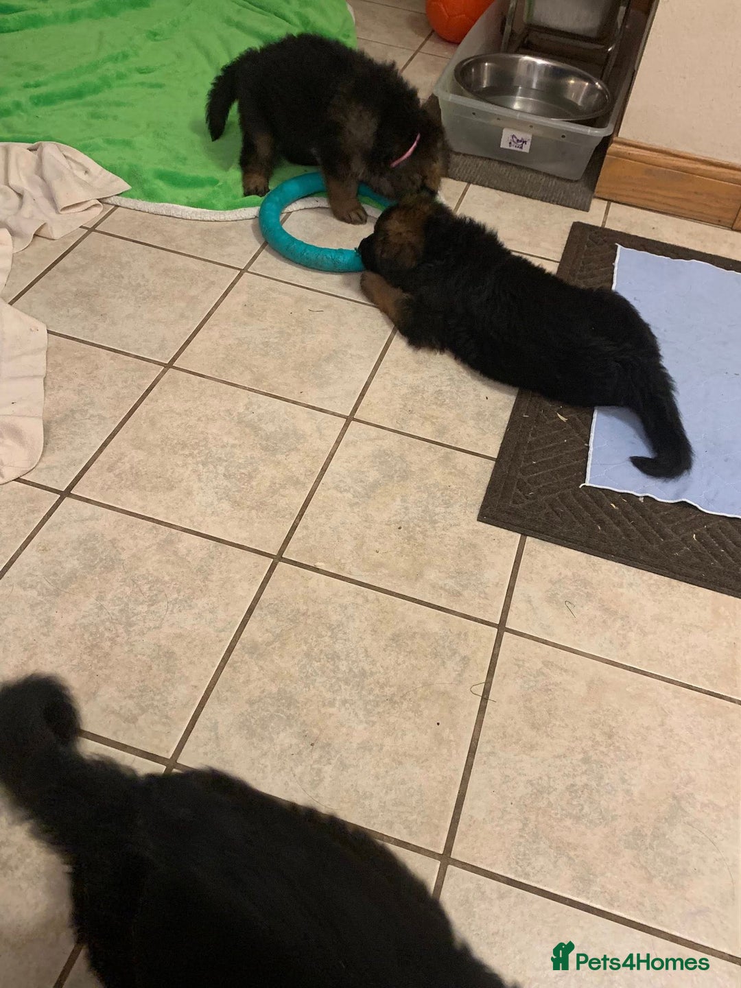 German Shepherd dogs for sale: For sale German Shepherd puppies - Advert 15