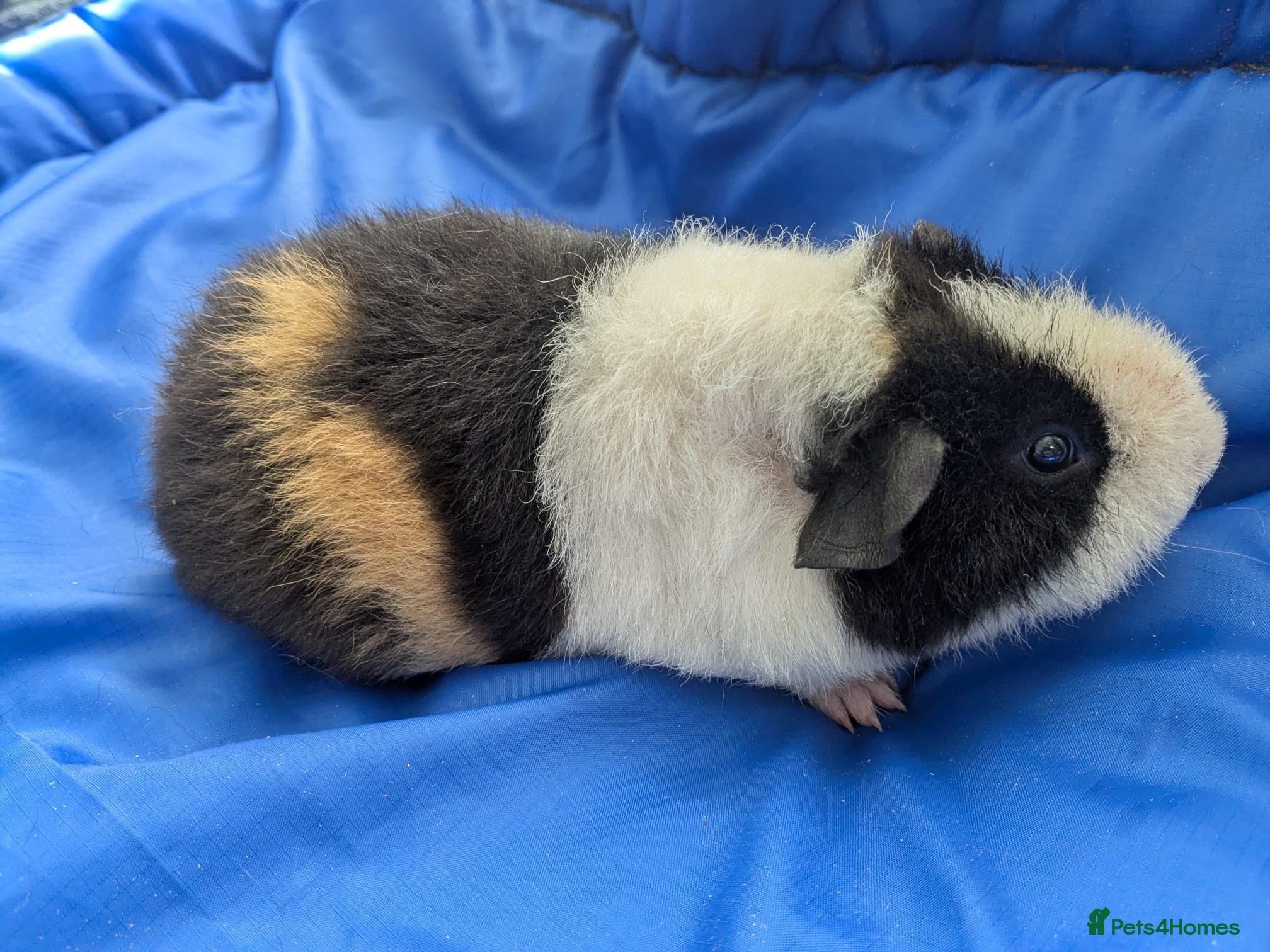 Guinea Pig rodents Teddy guinea pigs boys from 5 months old - Advert 2