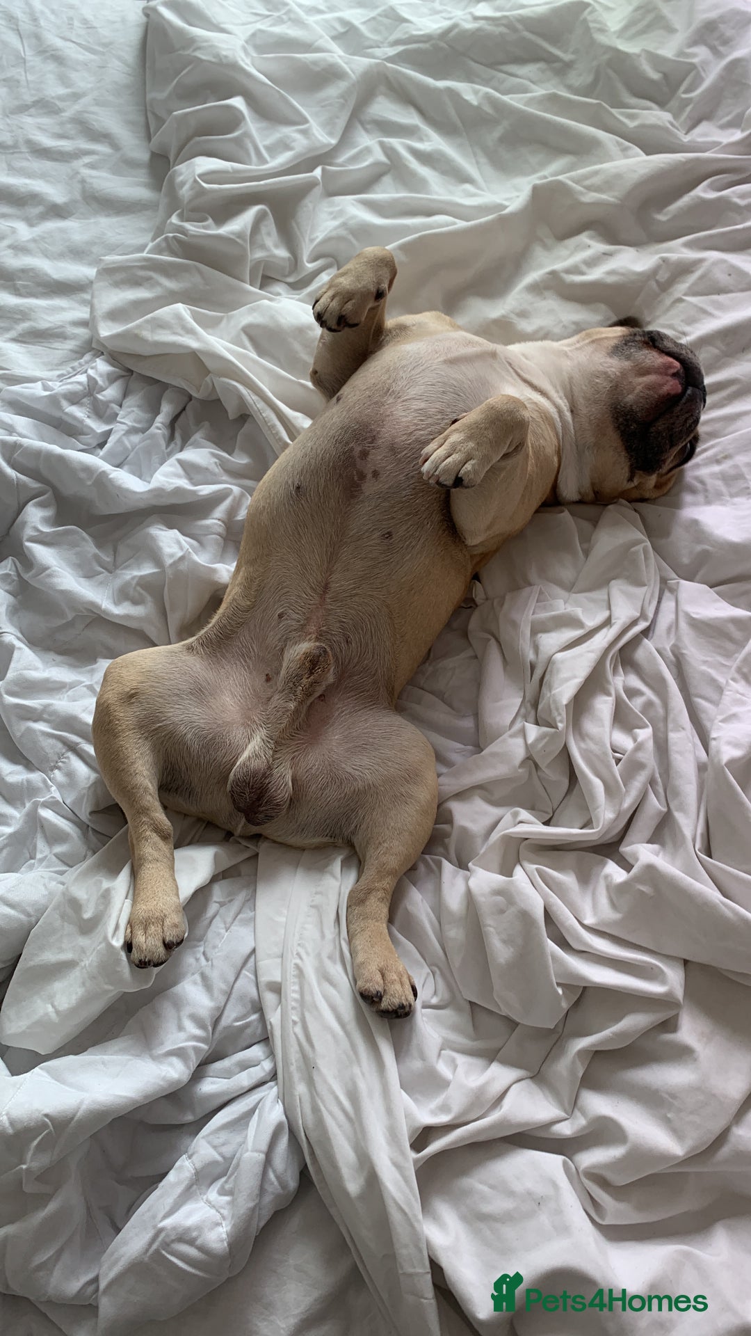 French Bulldog dogs for stud: Sperm donor - Advert 14