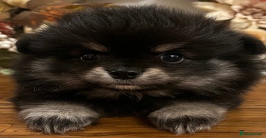 Pomchi dogs - Advert 7