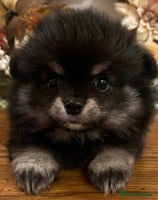 Pomchi dogs - Advert 1