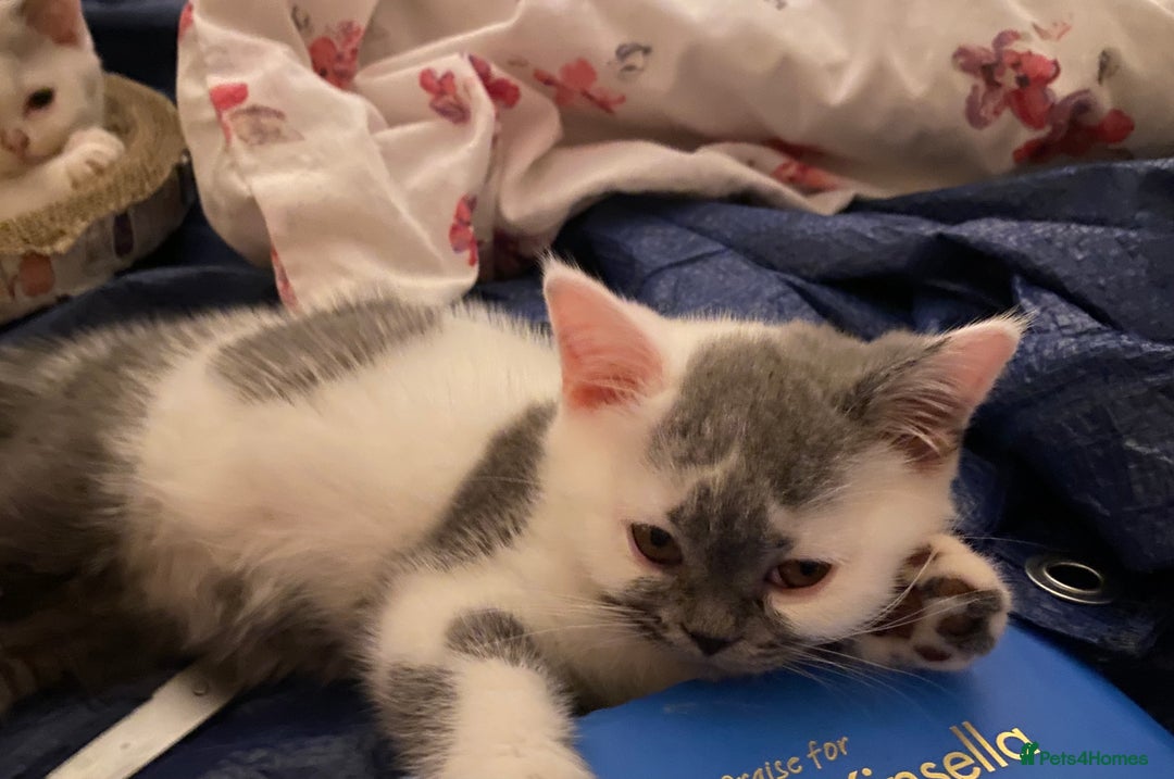 British Shorthair cats for sale: Fabulous mini Dad boy! GCCF IGrCh, GrCh & Ch lines - Image 4