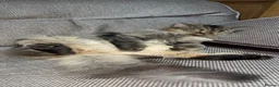 Mixed Breed cats for sale: 2 beautiful Kittens Looking for Loving Homes - Advert 1
