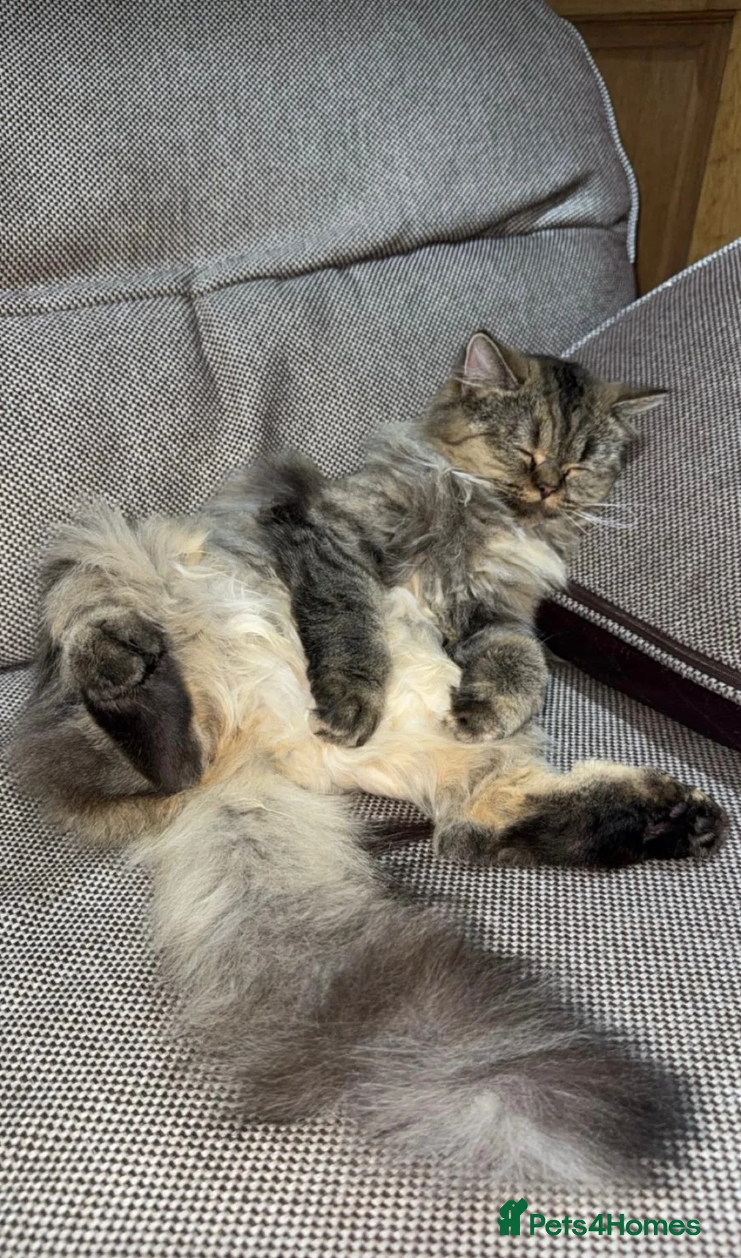 Mixed Breed cats for sale: 2 beautiful Kittens Looking for Loving Homes - Advert 1