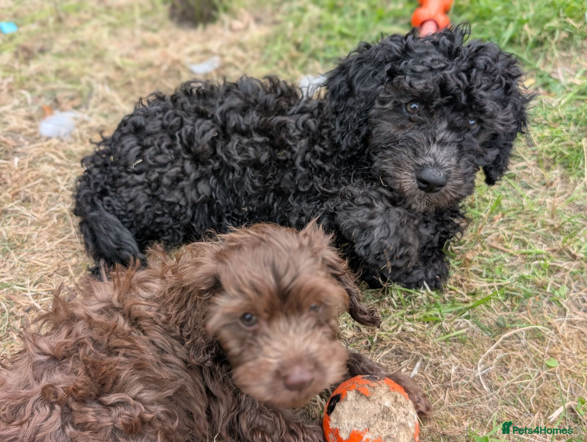 Cockapoo dogs Ready to leave. Cockapoo pups - Advert 1