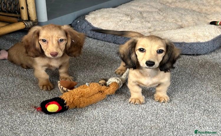 Miniature Dachshund dogs - Advert 3