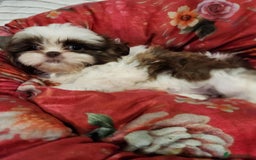 Shih Tzu dogs for sale: Shih Tzu Puppies for Sale - Image 3