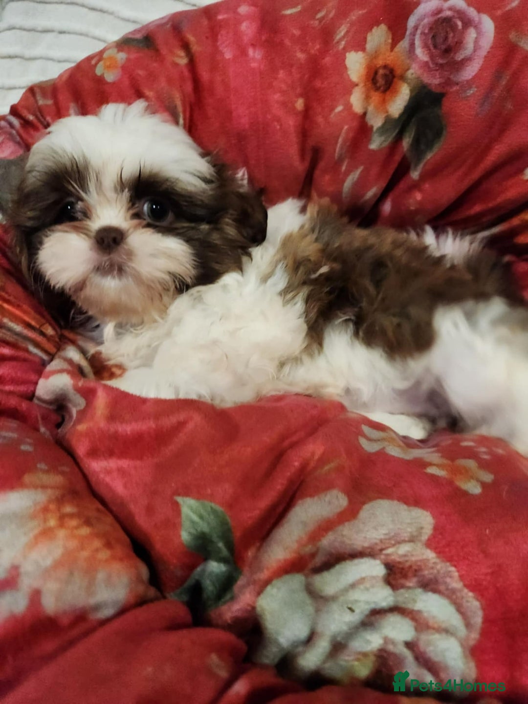 Shih Tzu dogs for sale: Shih Tzu Puppies for Sale - Image 3