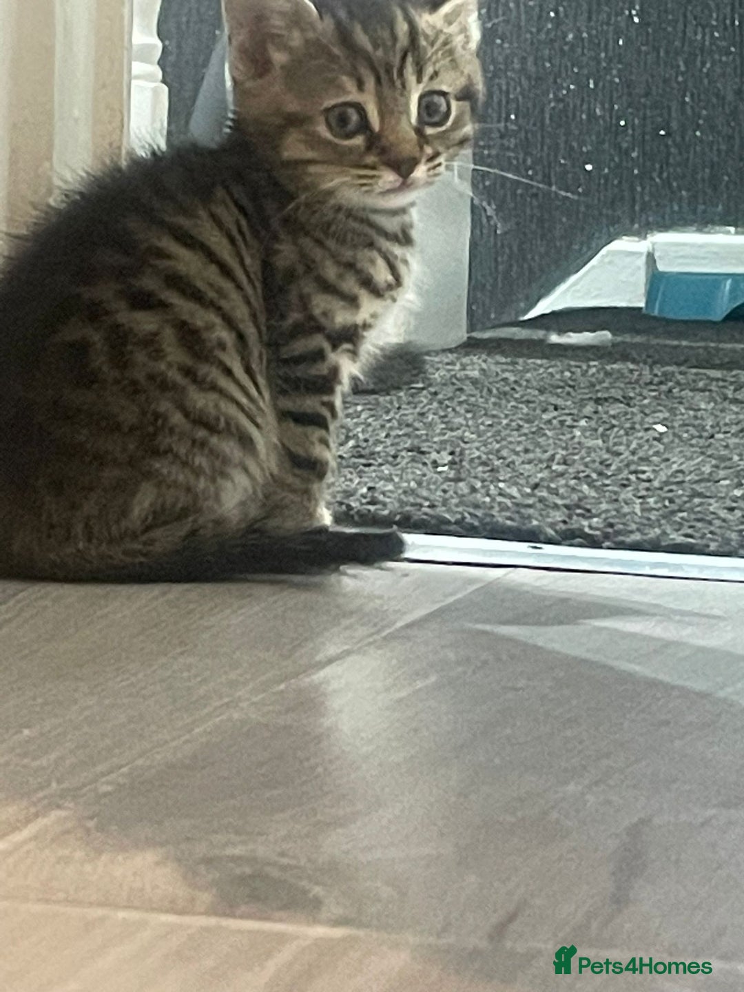 British Shorthair cats for sale: 6 beautiful kittens £60 - Image 6