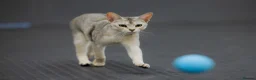 Abyssinian cats for sale: 2 beautiful Abyssinian boys  - Advert 12