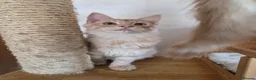 Maine Coon cats for sale: Two beautiful Maine Coon kittens - Advert 12