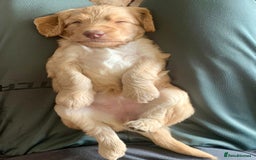 Labradoodle dogs for sale: Lily's Mini's - Multigen Mini Labradoodle Puppies - Image 21