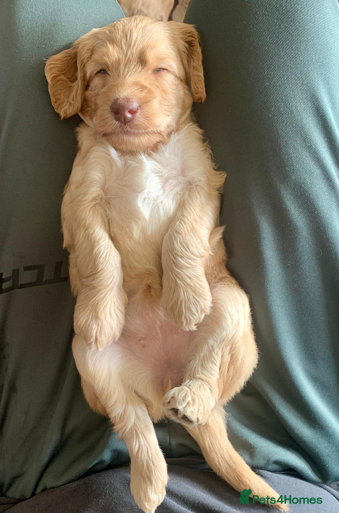 Labradoodle dogs for sale: Lily's Mini's - Multigen Mini Labradoodle Puppies - Image 21