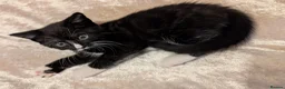 Mixed Breed cats for sale: Beautiful kittens for sale  - Advert 10