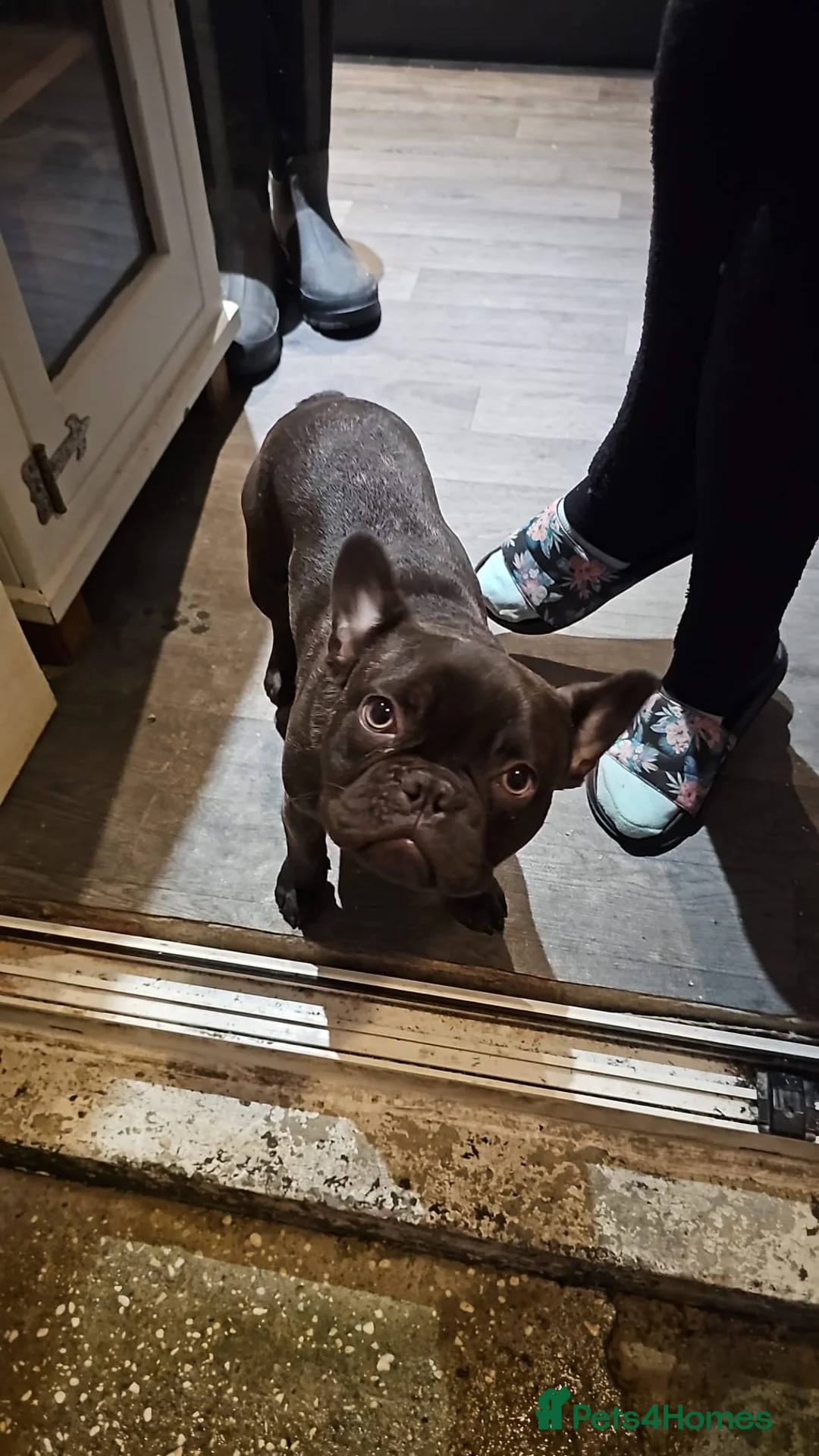 French Bulldog dogs for sale: 2 year old French Bulldog - MILO in York - Advert 8