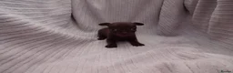 Chihuahua dogs for sale: Short Haired Chihuahua Apple Head KC Reg Puppies - Advert 22