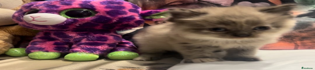 Persian Kitten 4
