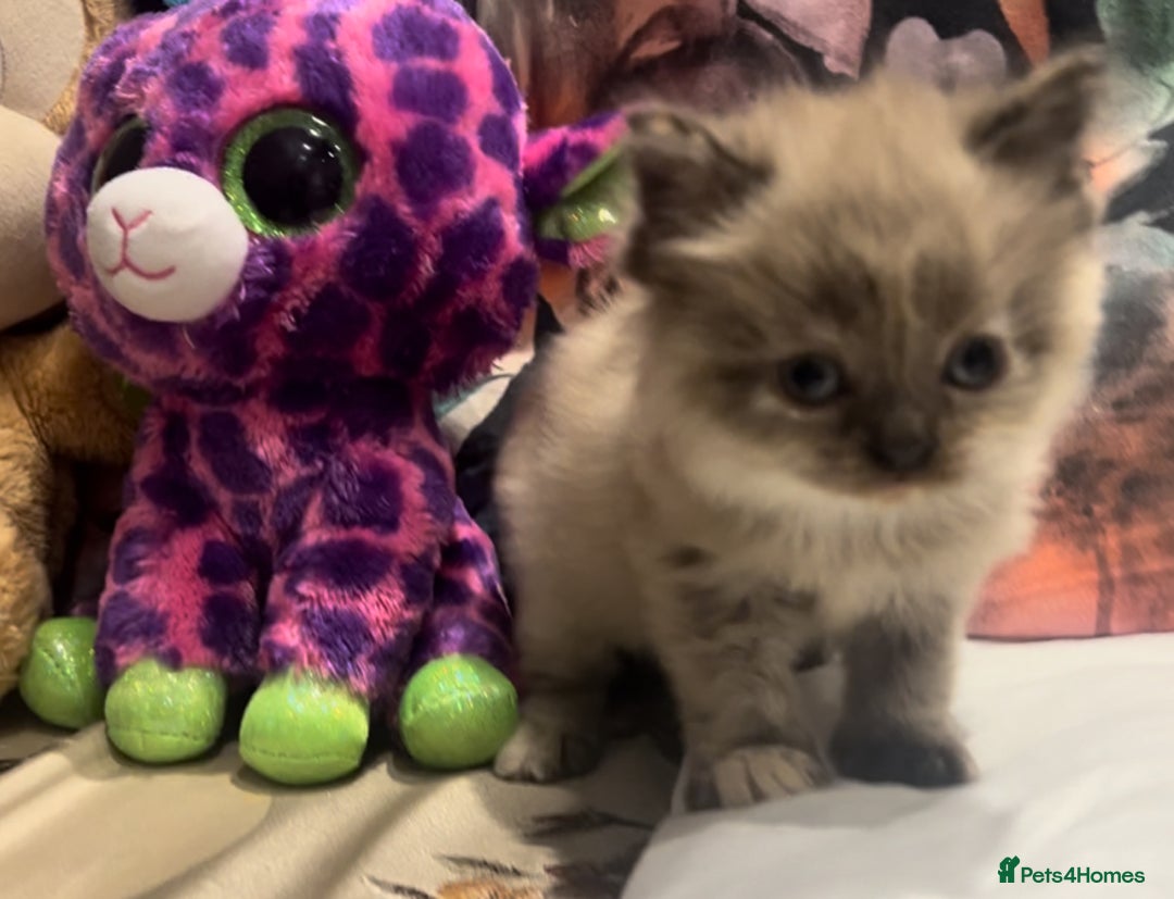Persian cats for sale: Spanish import - Outstanding kittens available - Image 10