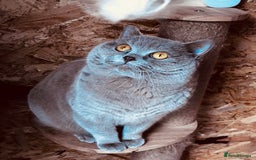 British Shorthair cats for stud: ⭐️LILAC STUD BOY ( GCCF, TICA REG )  in Preston - Image 1