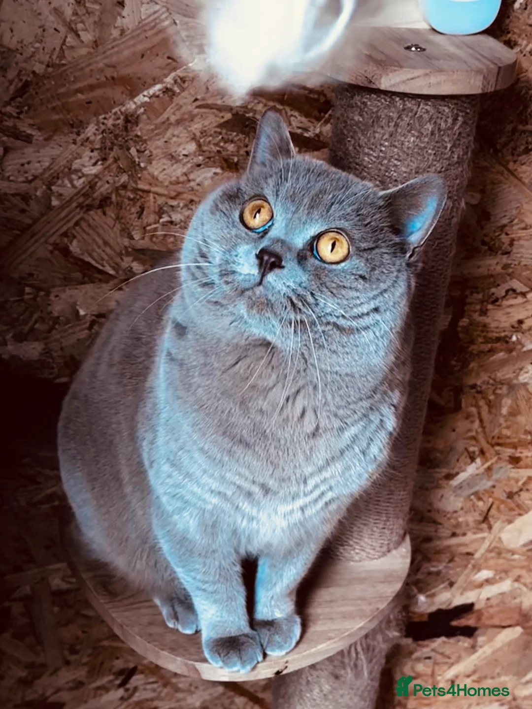 British Shorthair cats for stud: ⭐️LILAC STUD BOY ( GCCF, TICA REG )  in Preston - Advert 1