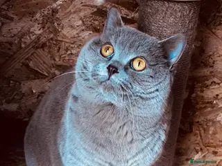 British Shorthair cats ⭐️LILAC STUD BOY ( GCCF, TICA REG ) in Preston - Advert 9