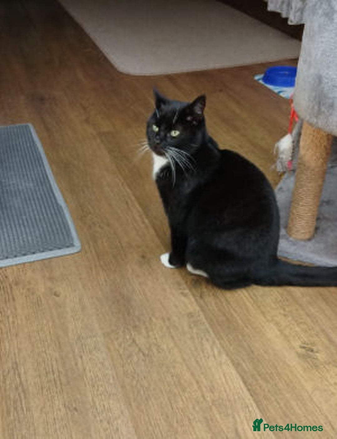 Mixed Breed cats for adoption: DAISY - Advert 2