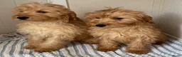 Cockapoo dogs for sale: Pra clear toy cockapoos puppies for sale in Basildon - Advert 3