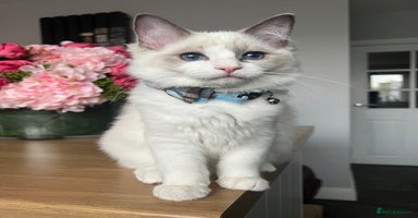 Ragdoll cats - Advert 4