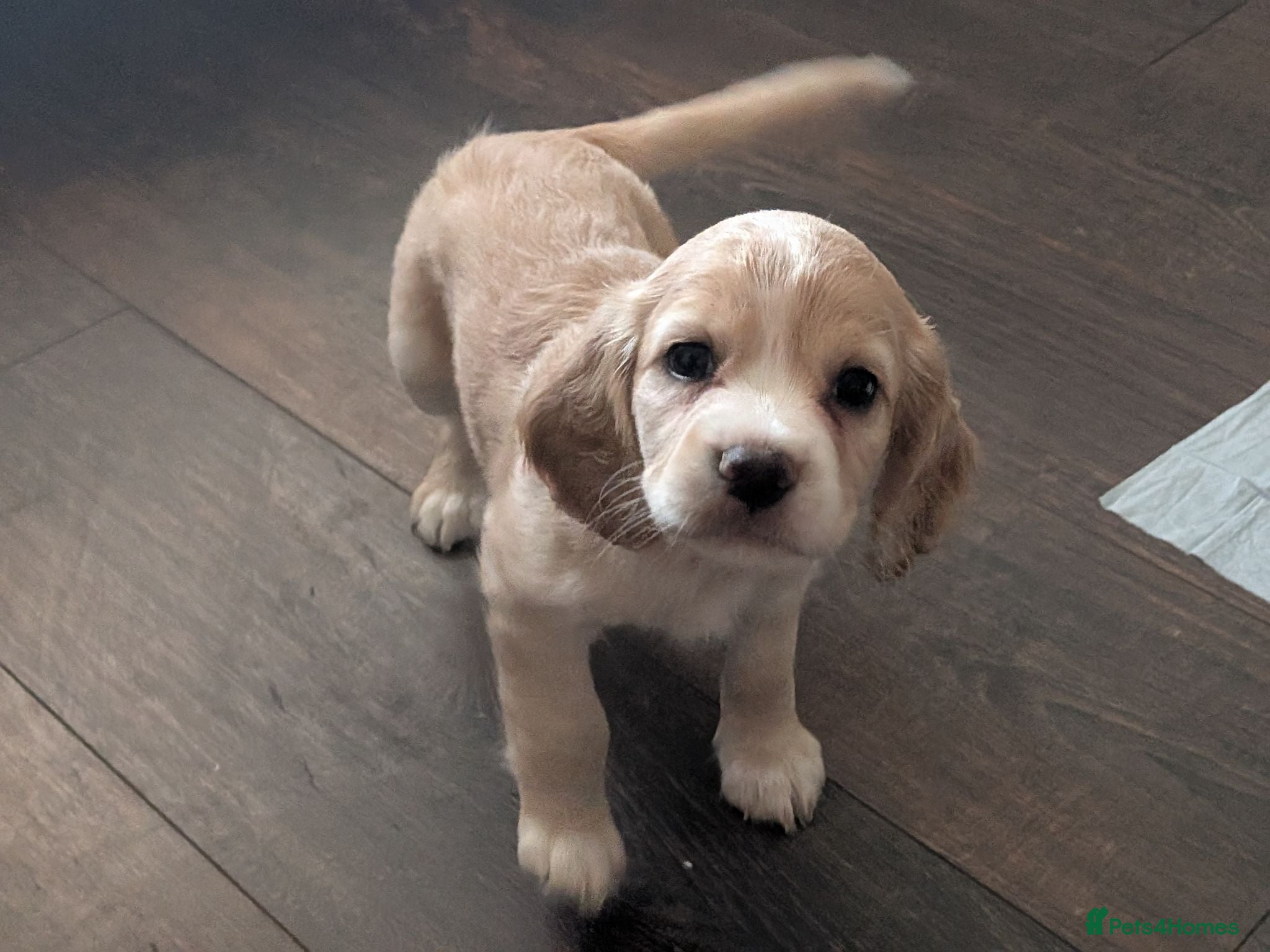 Cocker Spaniel dogs Golden working cocker spaniels READY NEXT WEEK - Advert 18