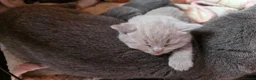 British Shorthair cats for sale: Pedigree BSH short hair kittens for sale - Advert 7