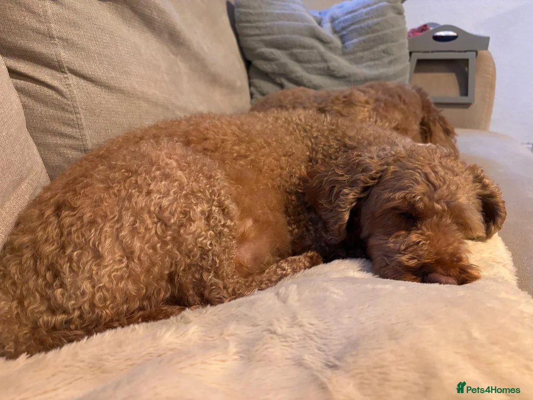 Cockapoo dogs for sale: Fox Red Stunning F2 Cockapoo  - Advert 1