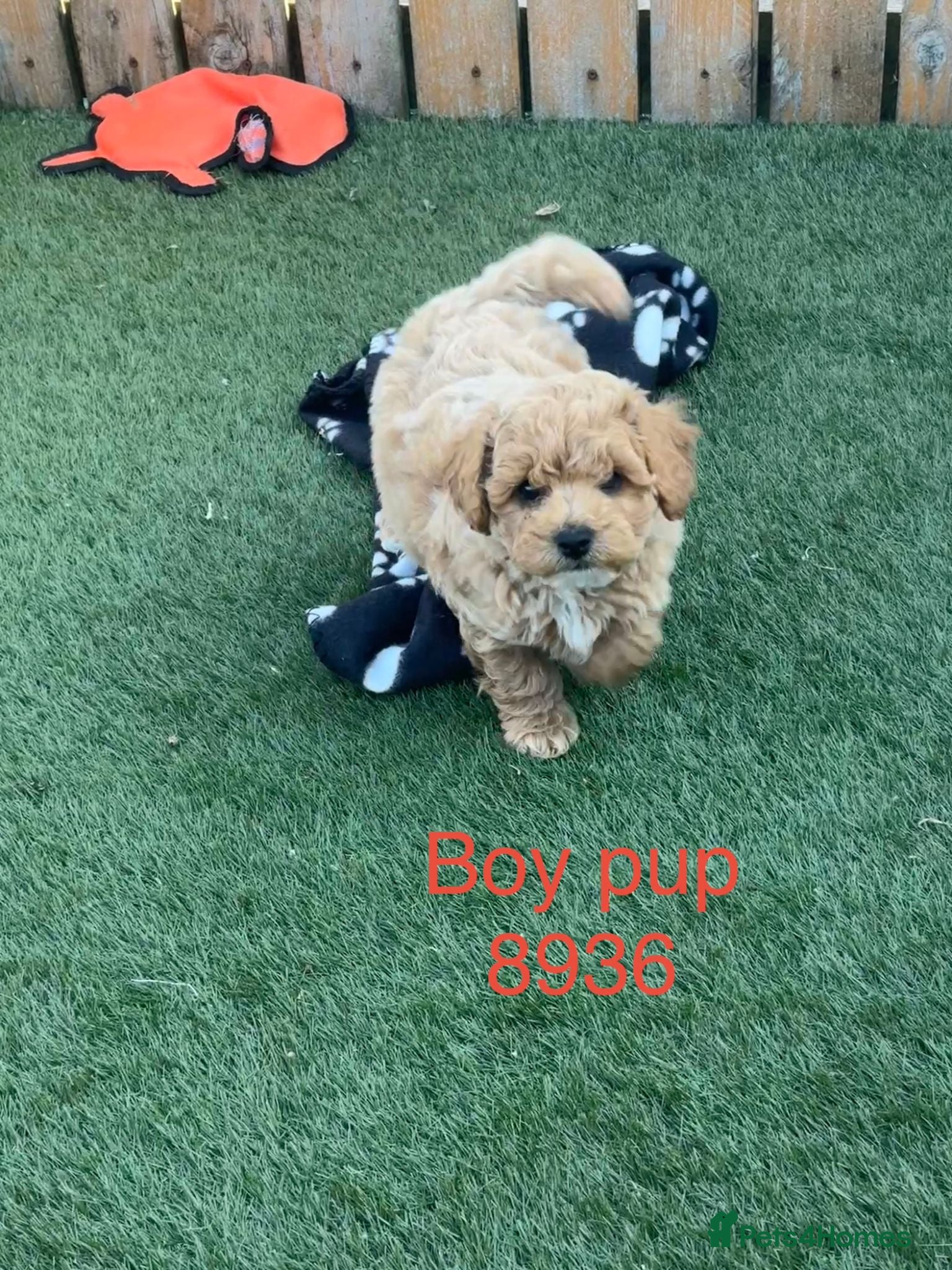 Cavapoochon dogs Adorable Cavapochon pups - Advert 2