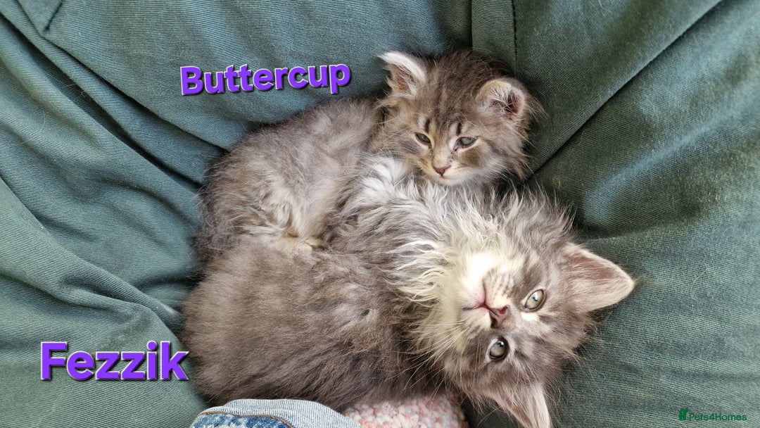 Siberian cats for sale: Siberian kittens GCCF registered, champion lines - Image 6