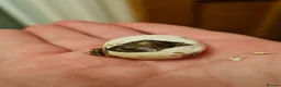 Snake reptiles for sale: Malagasy cat eyed snakes in Northampton - Advert 6