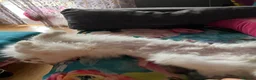 Maine Coon cats for sale: Mahoosive Maine Coon - Advert 2