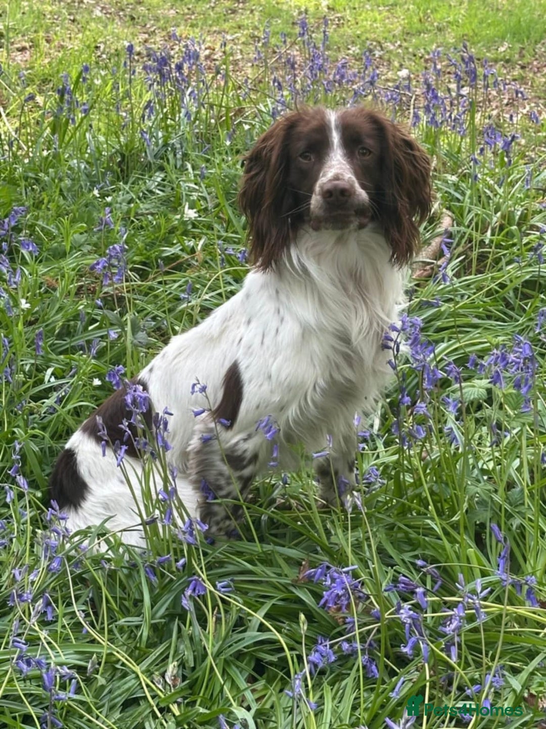 English Springer Spaniel dogs for sale: KC reg, Working Springer spaniel puppies - Image 10