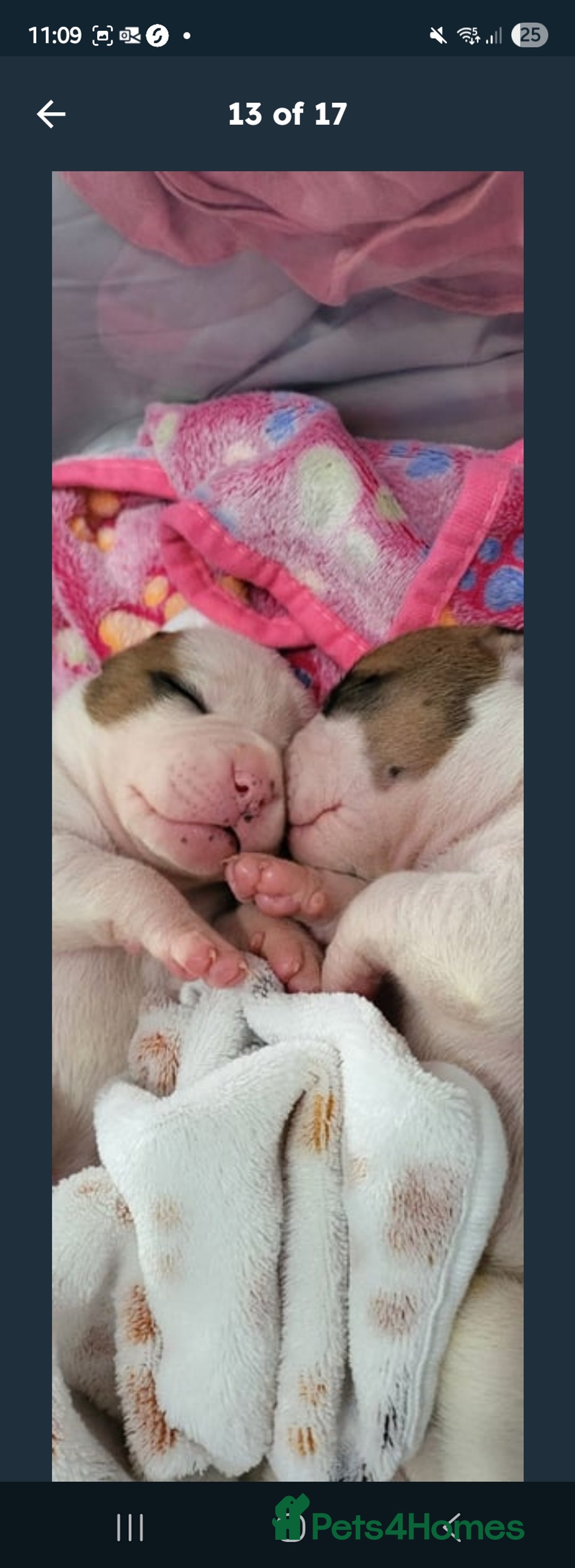 American Bulldog dogs for sale: American bulldog - Image 2