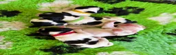 Sprocker dogs for sale: sprocker puppies in Leominster - Advert 3