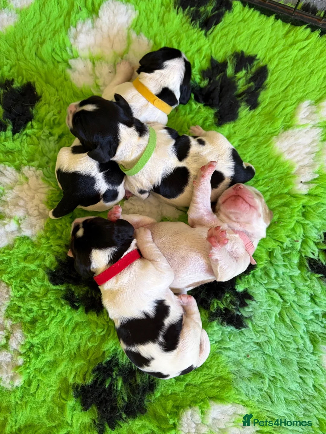 Sprocker dogs for sale: sprocker puppies in Leominster - Advert 3