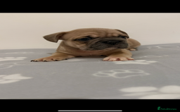 French Bulldog dogs for sale:  **  French bulldog puppies  - Image 2