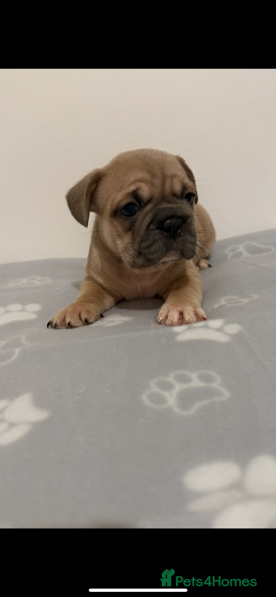 French Bulldog dogs for sale:  **  French bulldog puppies  - Image 2