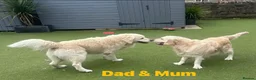 Golden Retriever dogs for sale: Our Beautifil KC registered Golden Retriever   in Leeds - Advert 36