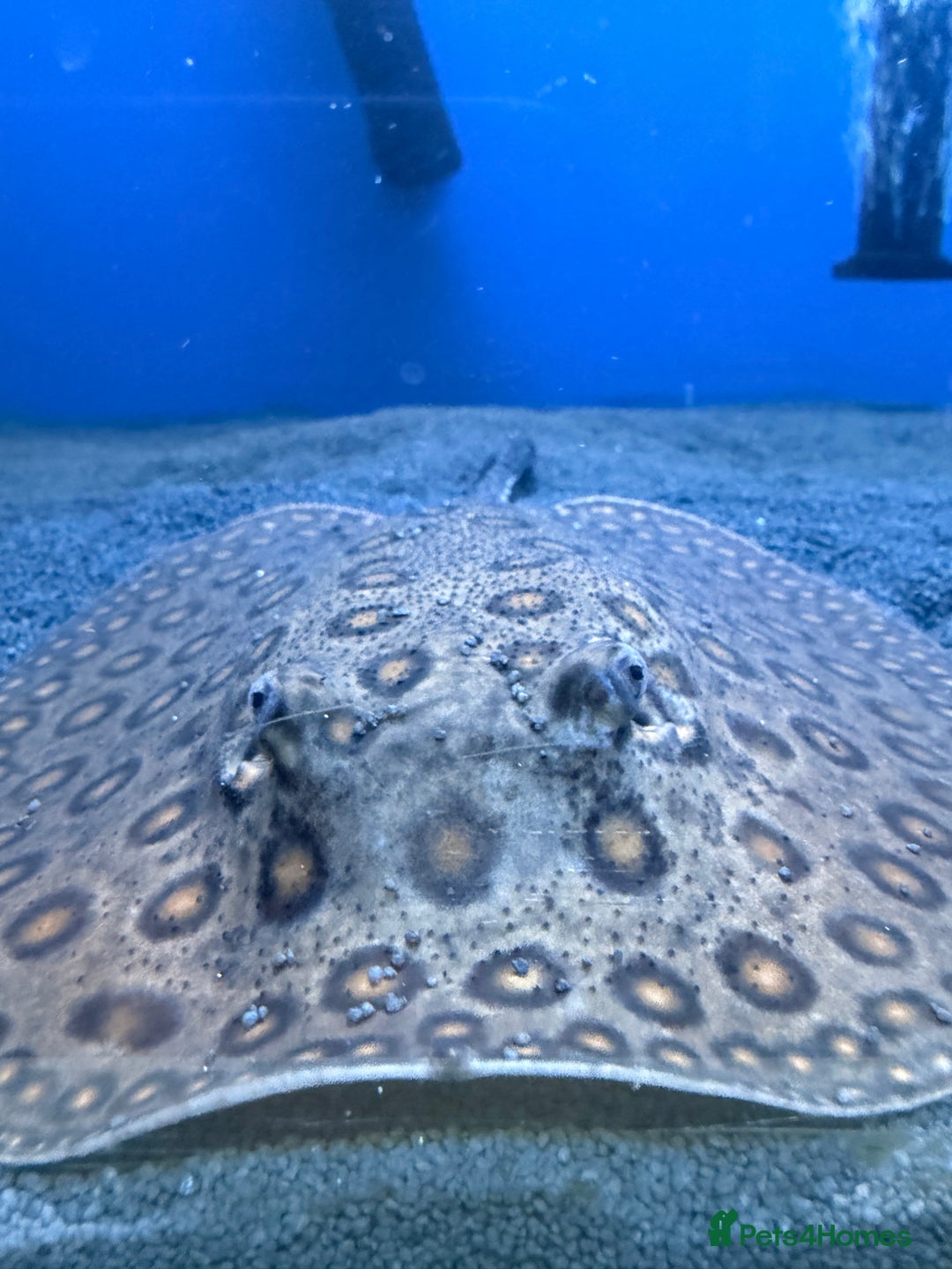 Other/Mixed Breed fish for sale: Stingray/ Turtles/ Fish - Advert 7