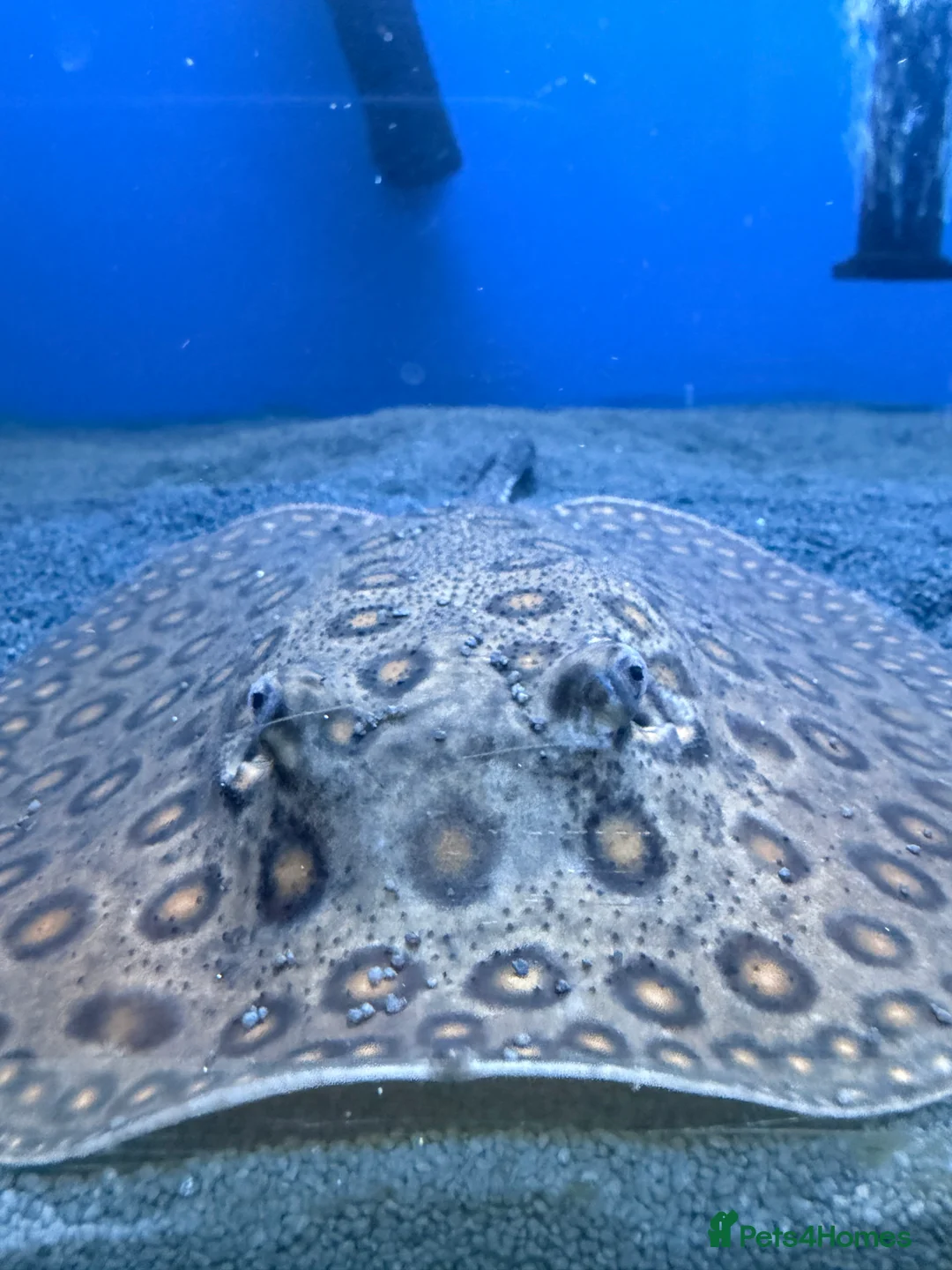 Other/Mixed Breed fish for sale: Stingray/ Turtles/ Fish - Advert 7