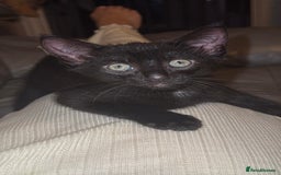 Mixed Breed cats for sale: Little boy kitten  - Image 2