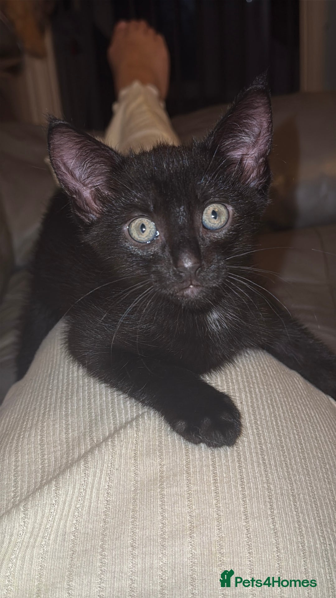 Mixed Breed cats for sale: Little boy kitten  - Image 2