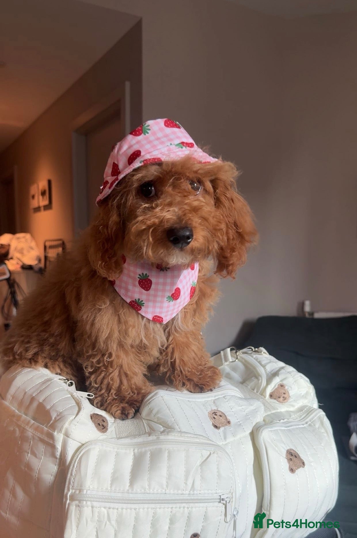 Cavapoochon dogs Beautiful Teddy Bear Cavapoochon Girl – Bijou - Advert 17