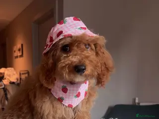 Cavapoochon dogs Beautiful Teddy Bear Cavapoochon Girl – Bijou - Advert 17